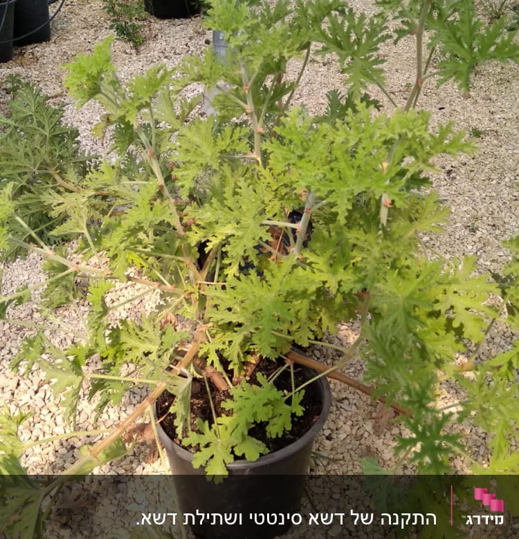 עציץ עם צמח ירוק על חצץ בגינה